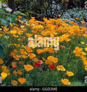 Eschscholzia californica - `Mission Bells'   ANN049489 Stock Photo